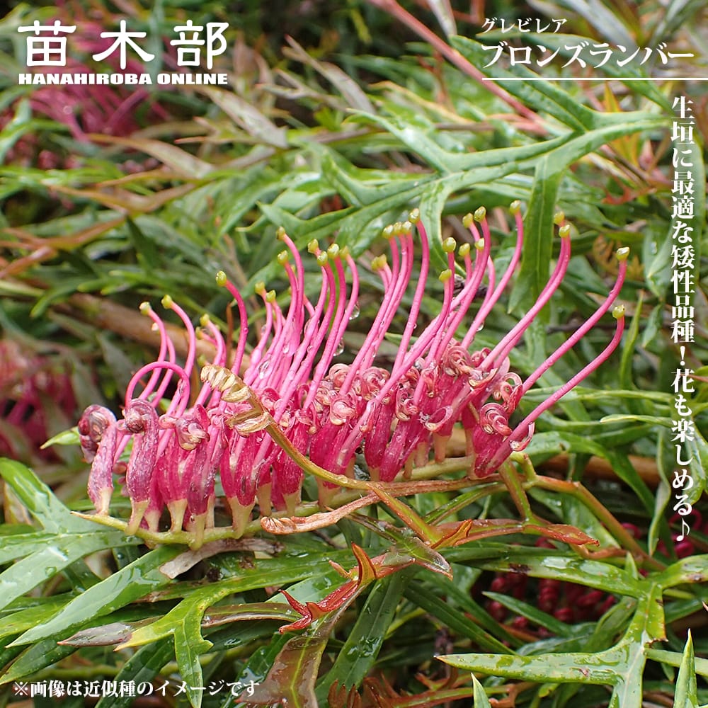 グレビレア ブロンズランバー 苗 販売 苗木部 By 花ひろばオンライン
