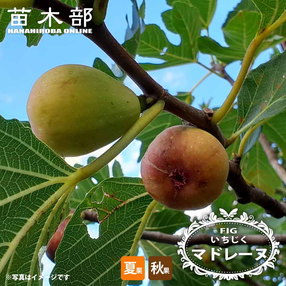 イチジク 夏秋兼用種 マドレーヌ 苗 販売 苗木部 By 花ひろばオンライン