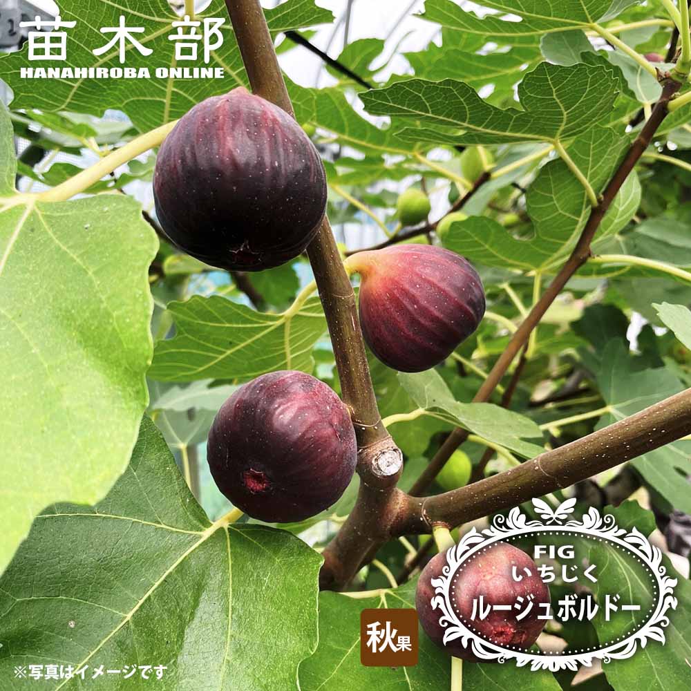 パスティリエ（ルージュ・ボルドー） 収穫確認済み イチジク苗 イチジク 秋果専用種 ルージュボルドー 苗 販売 苗木部 By 花ひろば