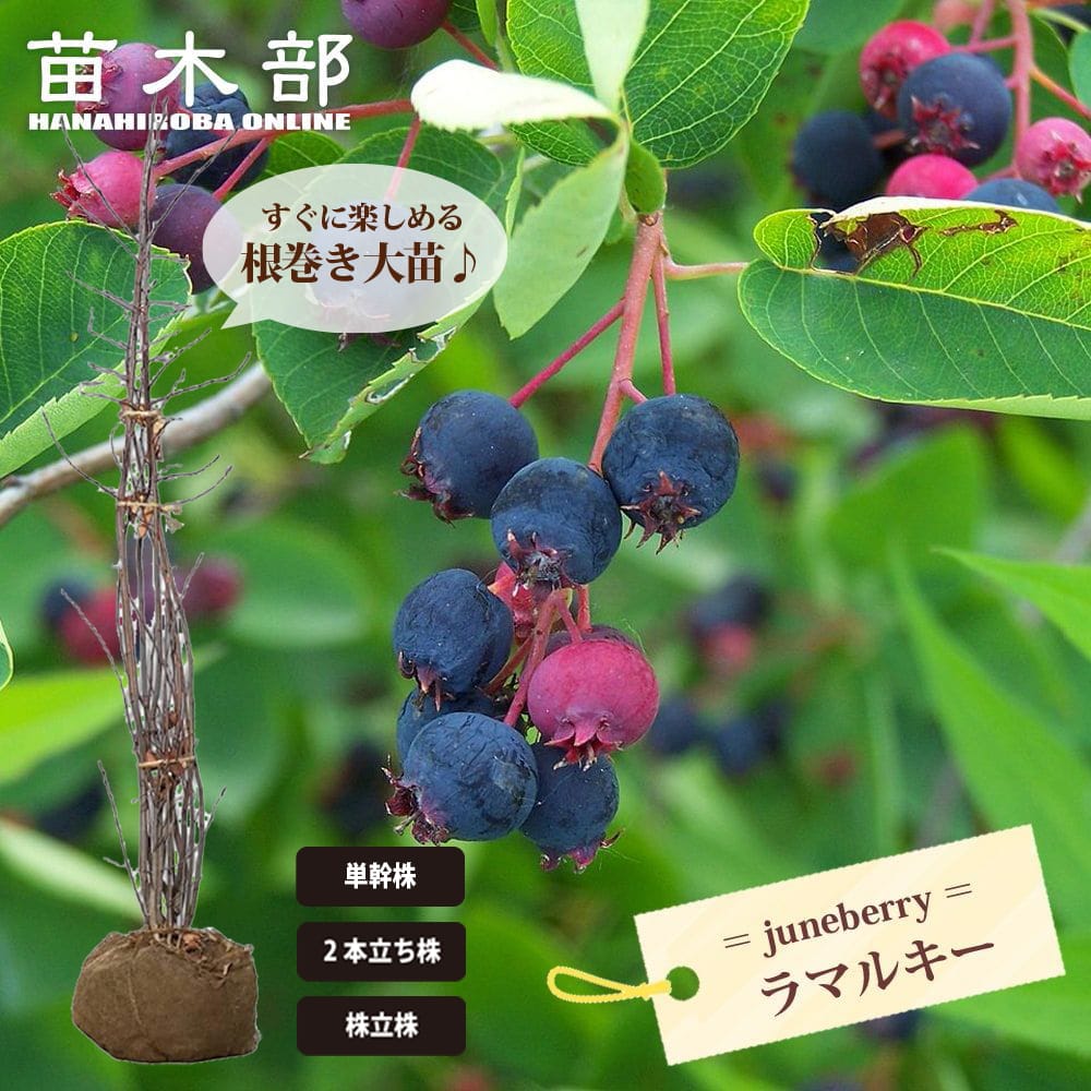 株立ち　ジューンベリー　白花　果樹　苗木　27 株立ち ジューンベリー 白花 果樹 苗木 27 株立ち ジューンベリー 白花