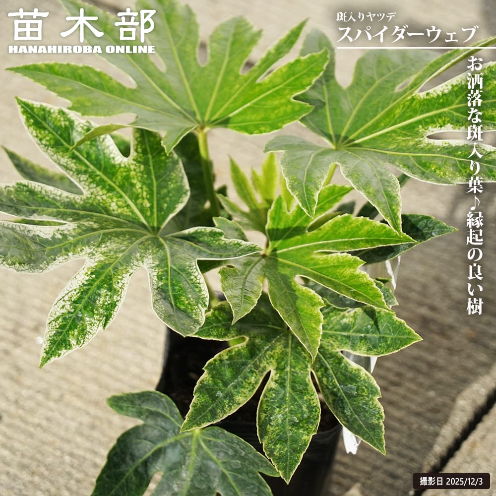 ヤツデ　スパイダーウェブ ヤツデ スパイダーウェブ 苗 販売 苗木部 By 花ひろばオンライン