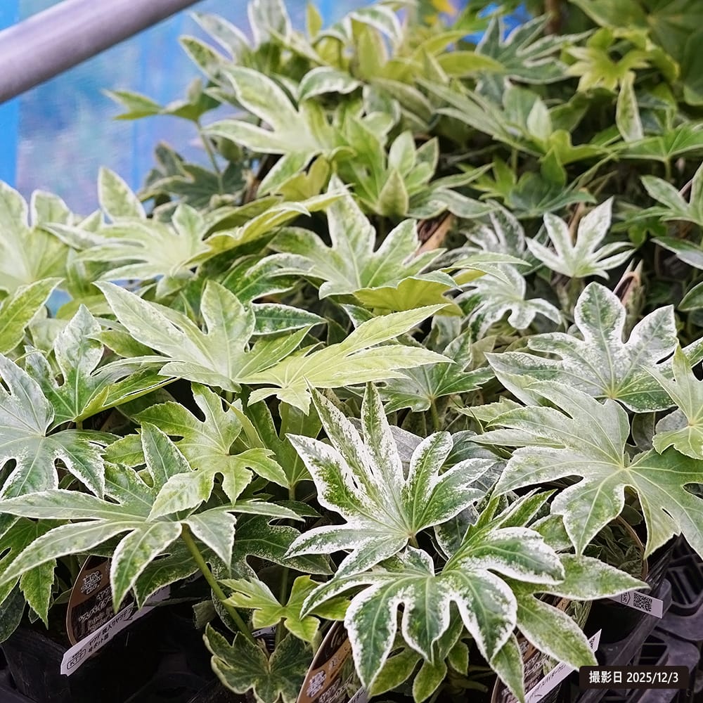 ヤツデ スパイダーウェブ 苗 販売 苗木部 By 花ひろばオンライン