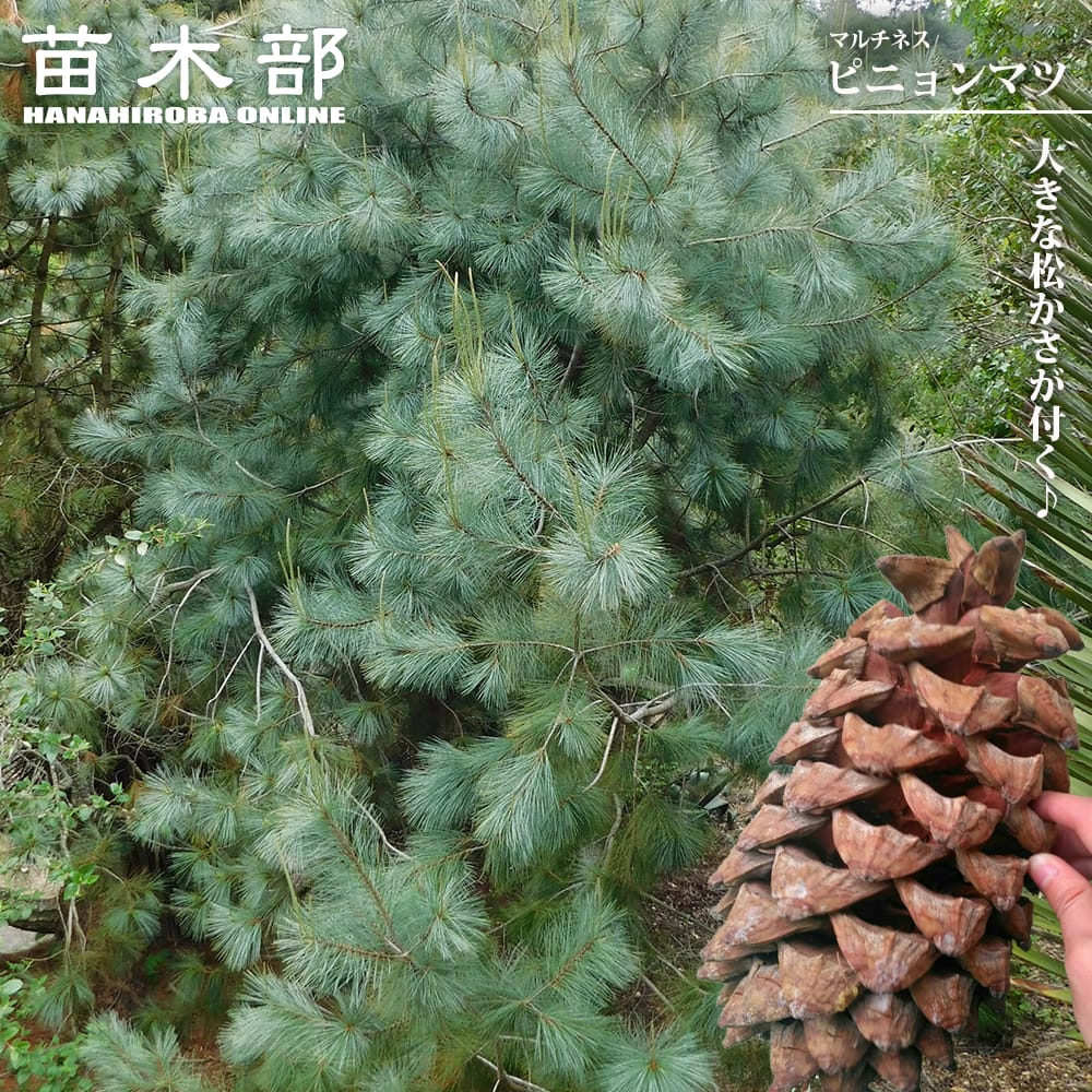 マルチネス　ピニョンマツ　株立ち 園芸ネット本店｜マツ：マルチネスピニョンマツ 8号鉢植え の通販【公式】