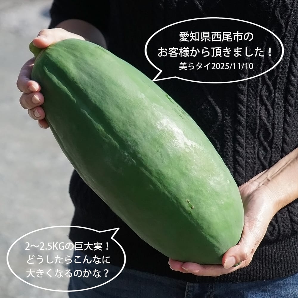 パパイヤ 青パパイヤ 美らタイ 苗 通販 苗木部 By 花ひろばオンライン