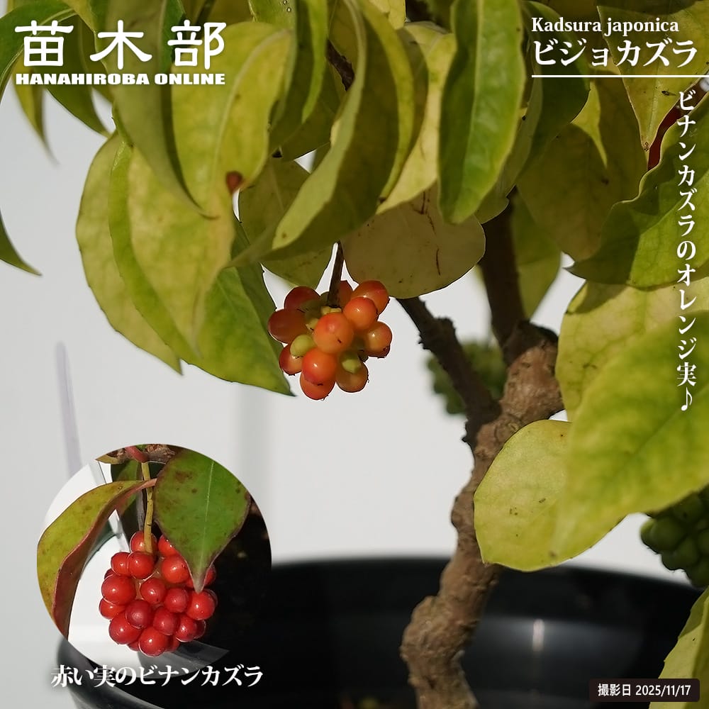 美男カズラ ビジョカズラ 苗 販売 苗木部 By 花ひろばオンライン