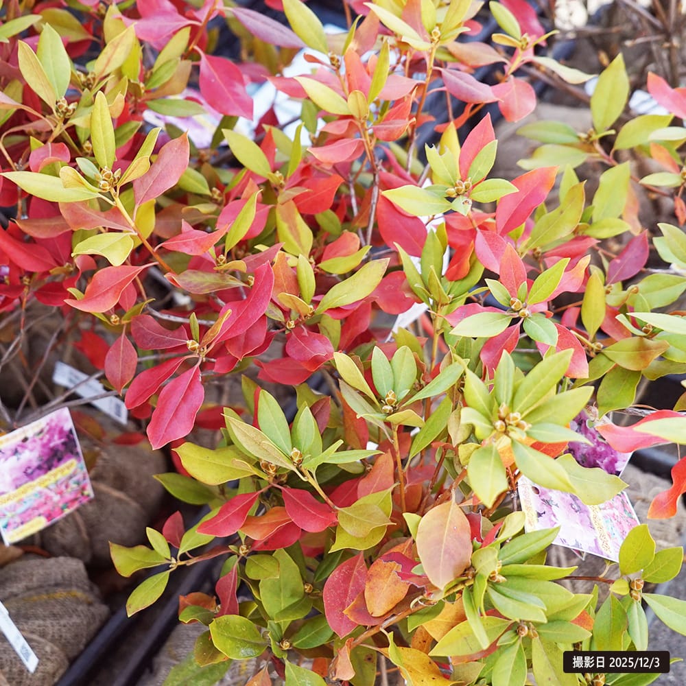 カネコゲンカイツツジ　特大 カネコゲンカイツツジ 特大