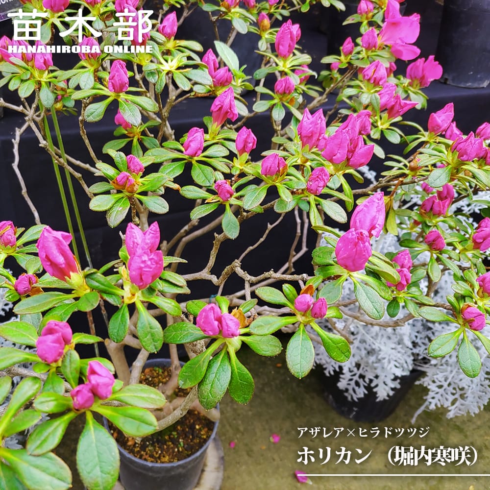 ツツジ ホリカン （堀内寒咲） 苗 販売 苗木部 By 花ひろばオンライン