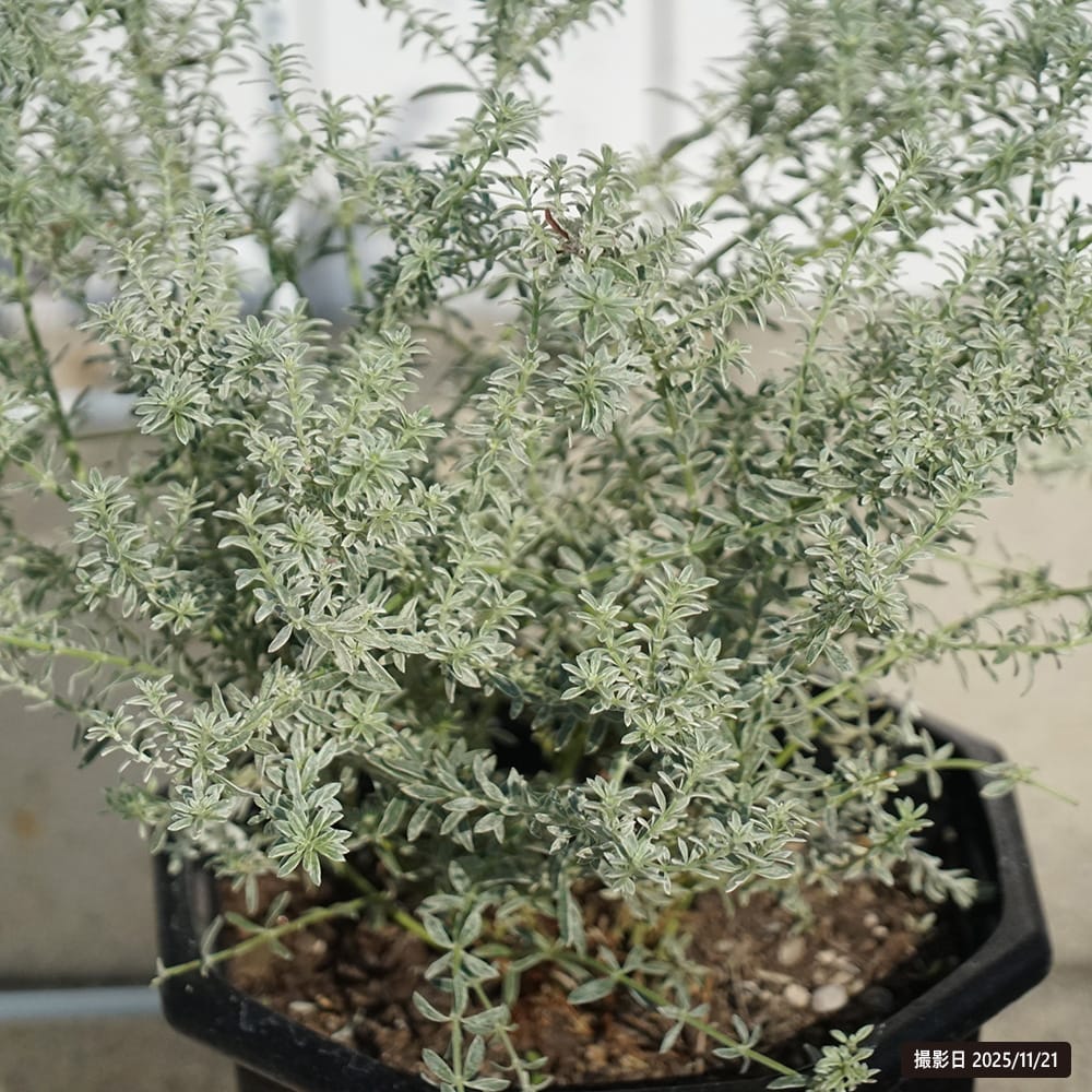 ウエストリンギア スモーキーホワイト 苗 おすすめ 苗木部 By 花ひろば