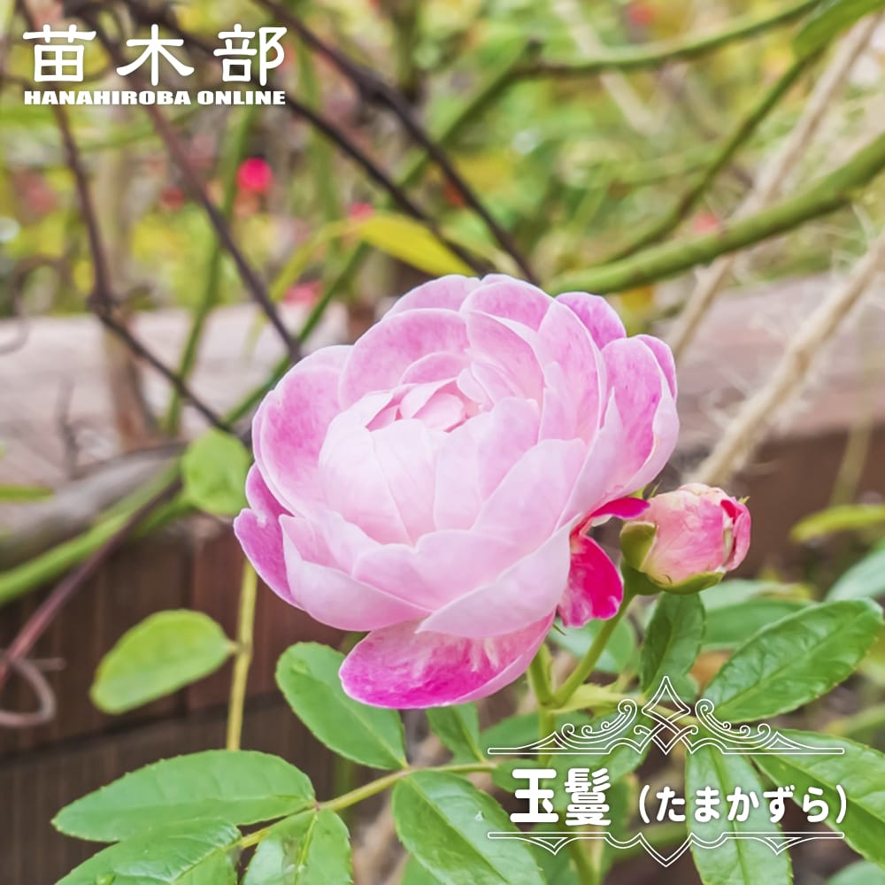 【TAMA屋】全て正絹 全て紬 バラ 花柄 まとめ売り10点 TM2442 TAMA屋】全て正絹 全て本場大島紬 バラ まとめ売り10点TM2582 - メルカリ