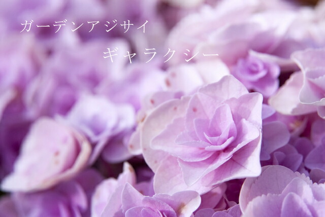 西洋アジサイ ギャラクシー 苗 販売 苗木部 By 花ひろばオンライン
