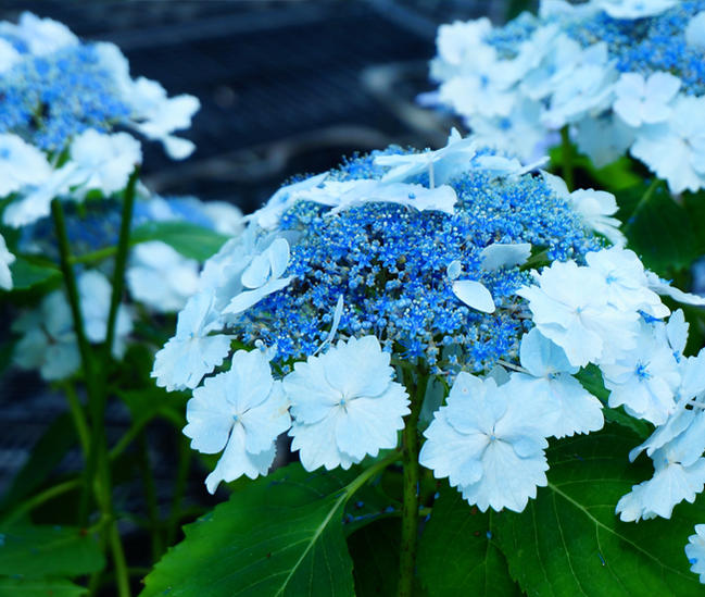 アジサイ 初恋の青い花