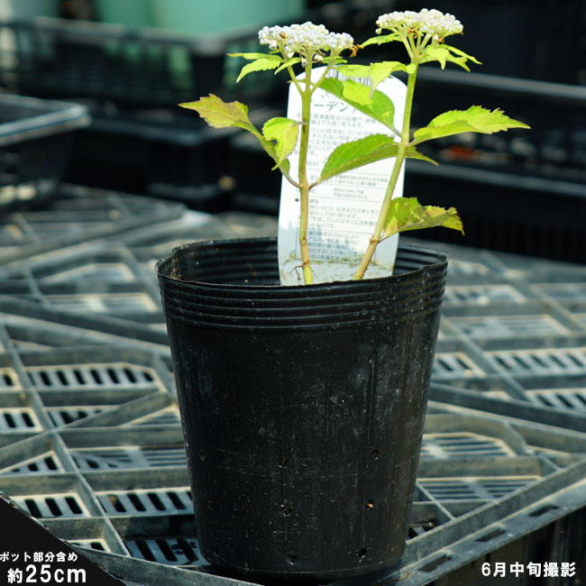 ガクアジサイ 初恋 苗 販売 苗木部 By 花ひろばオンライン