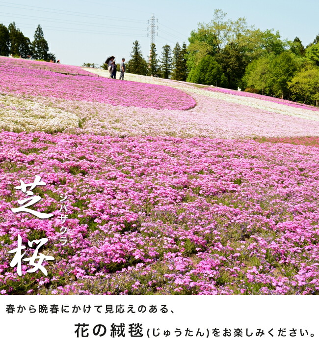 花色を選んで注文できる芝桜 苗 販売 苗木部 By 花ひろばオンライン