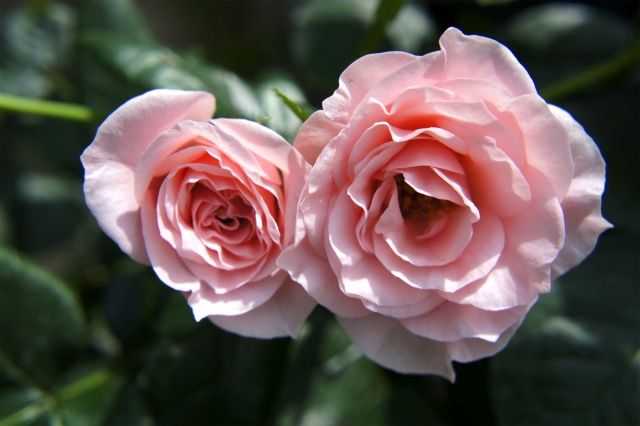 バラ ブーケマリエ 苗 販売 苗木部 By 花ひろばオンライン