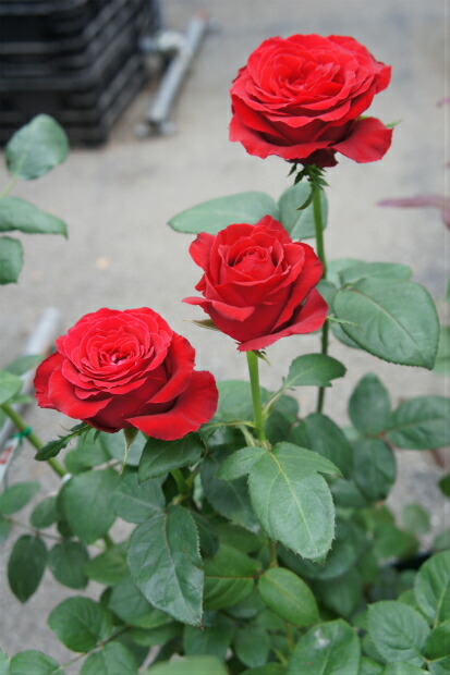 バラ ブルグンド '81 苗 通販 苗木部 By 花ひろばオンライン