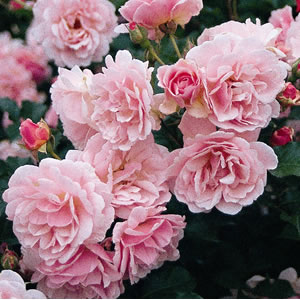 すべての美しい花の画像 無料印刷可能フェリシア バラ 育て方