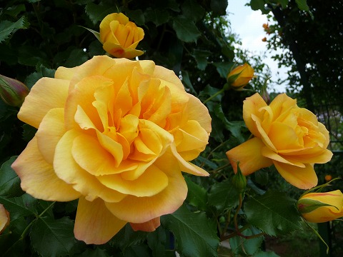 バラ サハラ 98 Cl クライミング つるバラ 苗 通販 苗木部 By 花ひろばオンライン