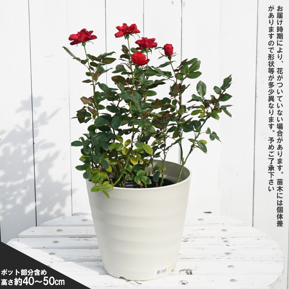 芸能人愛用 布花 ビロードのばら 16本 クラフト/布製品