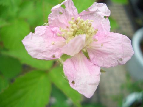 ブラックベリー ソーンフリーの花