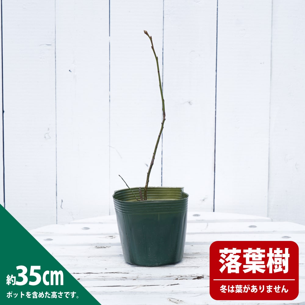 ブルーベリー ノーザンハイブッシュ系 ボーナス 苗 販売 苗木部 By 花