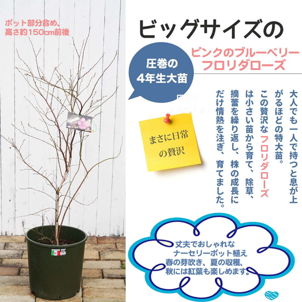 ブルーベリー　フロリダローズ 739-NBR637-1130560.jpg?1