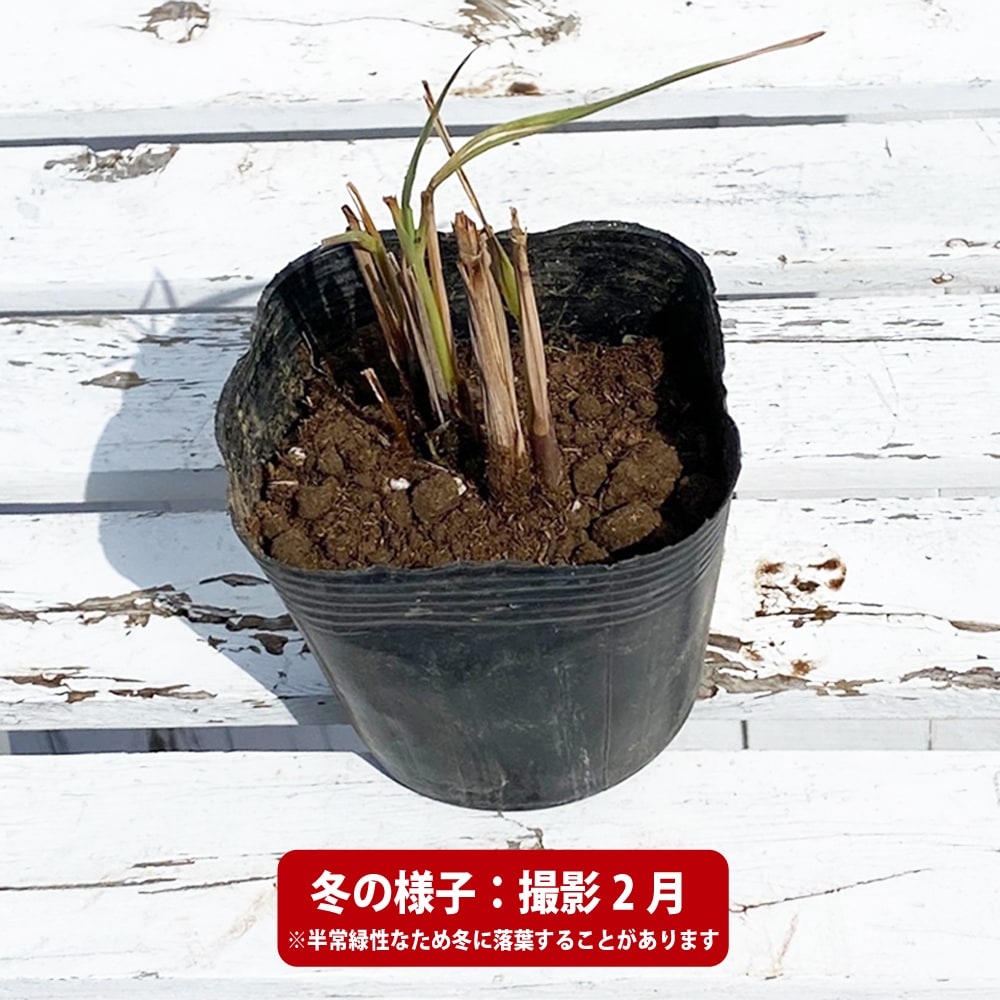 レモングラス レモングラス 苗 販売 苗木部 By 花ひろばオンライン