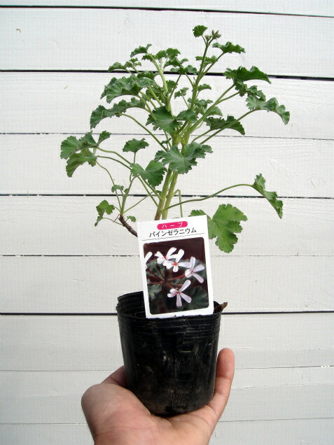 パインゼラニウム 苗 販売 苗木部 By 花ひろばオンライン