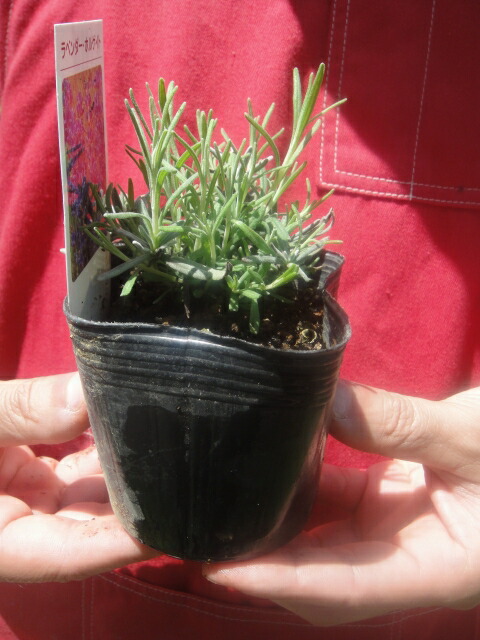 ラベンダー ホルゲイト アングスティフォリア系 苗 販売 苗木部 By 花