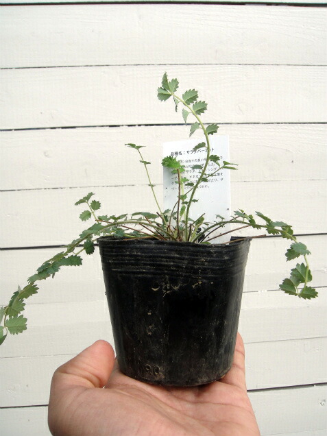 サラダバーネット サラダバーネット 苗 販売 苗木部 By 花ひろばオンライン