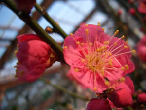 楽天市場】鉢植え鹿児島梅鹿児島紅梅2025年2月～3月に開花梅梅の