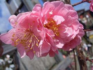 摩耶紅梅 ウメ 花梅 豊後系 苗 販売 苗木部 By 花ひろばオンライン