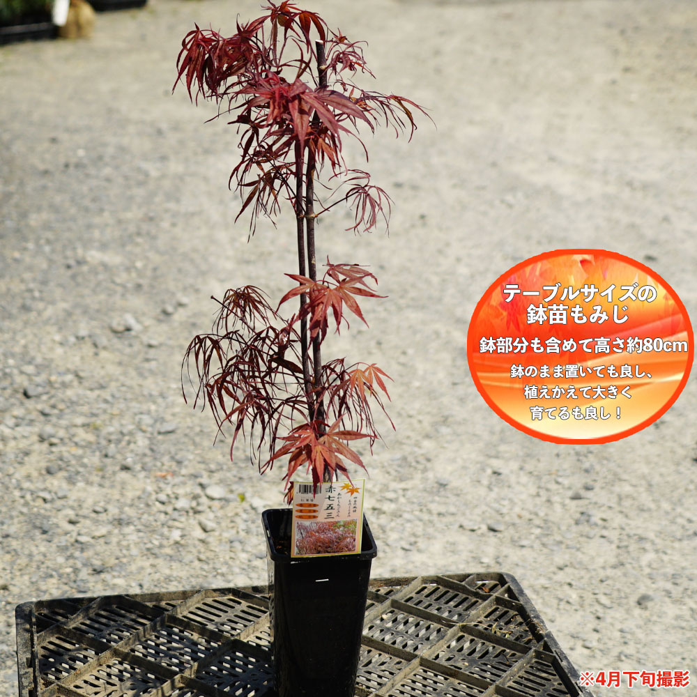 品種系　紅常磐？　紅葉 もみじ 紅葉盆栽 もみじ盆栽 楓 カエデ 品種系 紅常磐？ 紅葉 もみじ 紅葉盆栽 もみじ盆栽 楓 カエデ 品種系