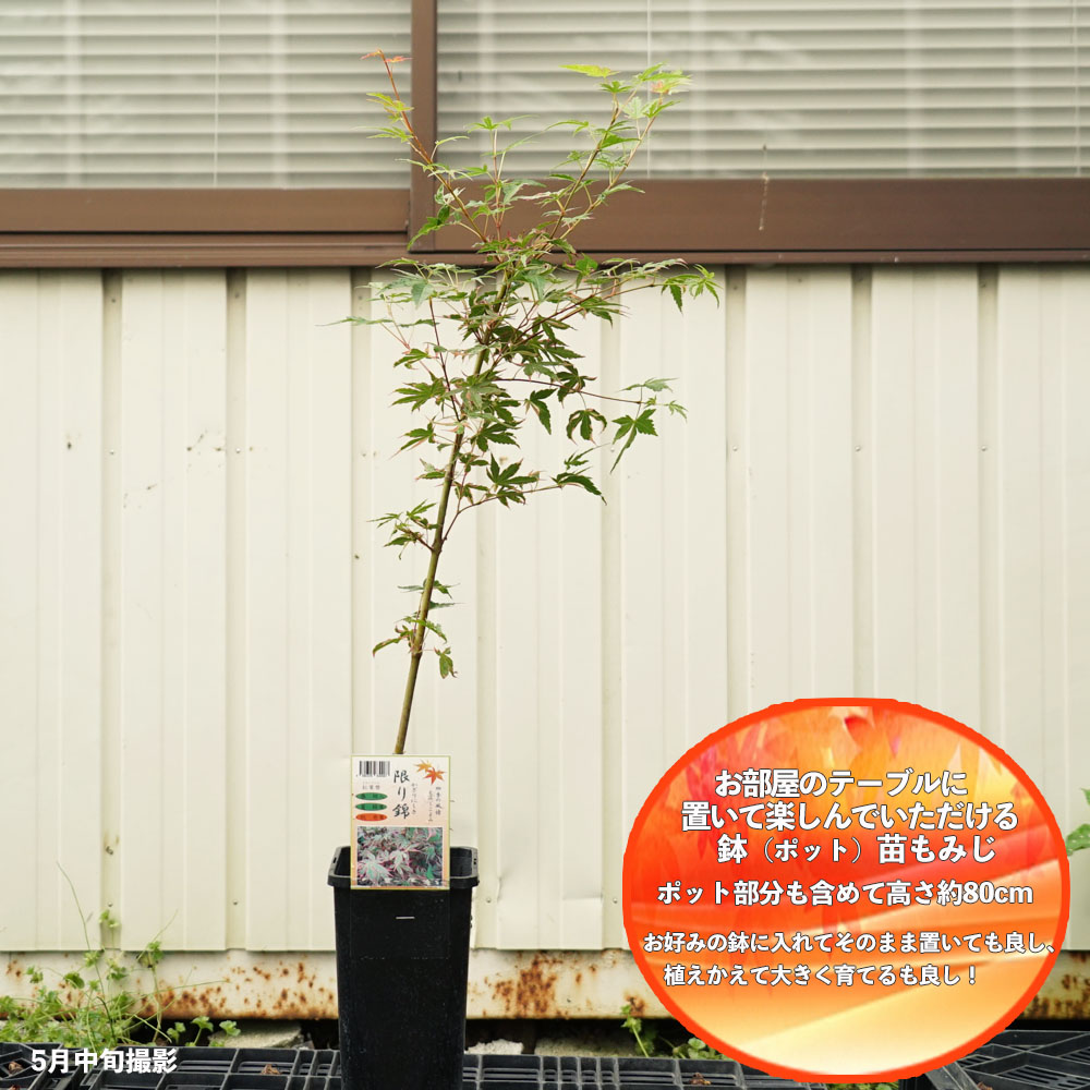 もみじ出品 日本のもみじ 10348 | The Botanical Collection |レゴ®ストア公式