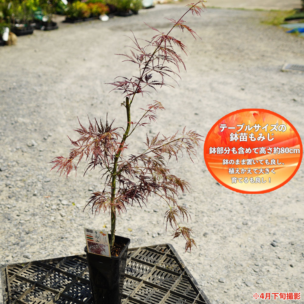 カエデ・もみじ 手向山 ヤマモミジ系 苗 販売 苗木部 By 花ひろば