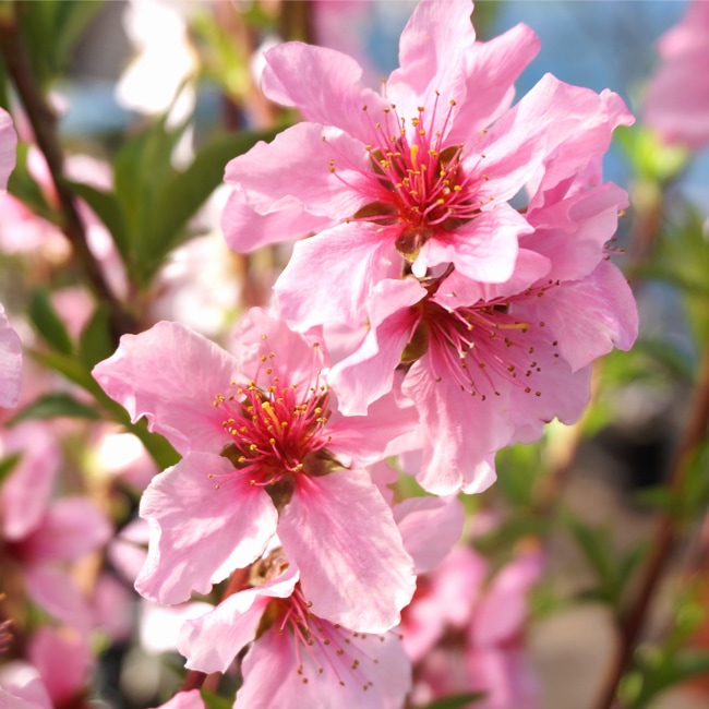 ピンクの桃の花