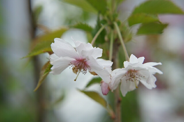 3月に咲いていた四季桜