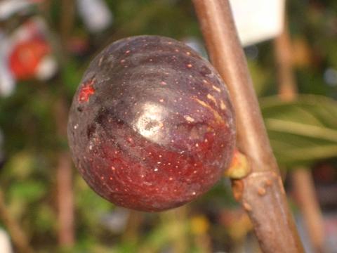 イチジク 秋果専用種 ビオレソリエス 苗 通販 おすすめ 品種 苗木部