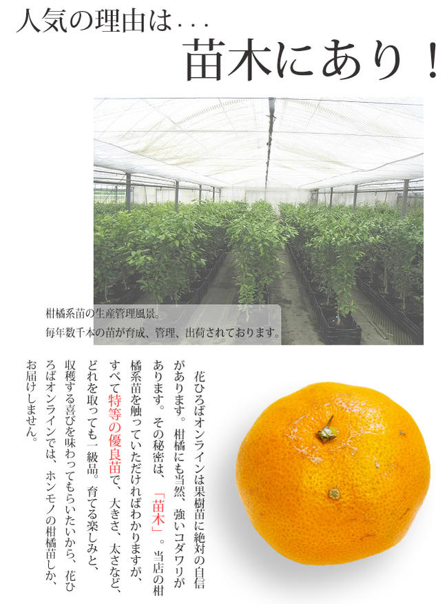 柑橘 シークワーサー 5