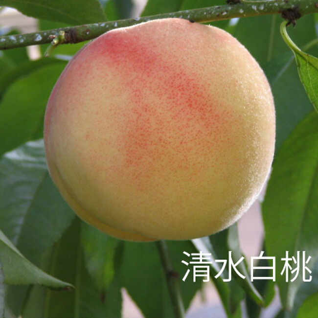 【清水白桃】 もも 1年生接木 苗木 , 【予約販売】12月上旬頃発送予定。