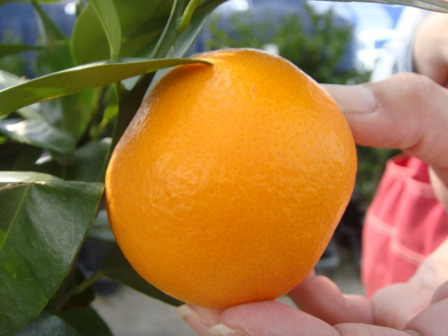 柑橘 南津海 2