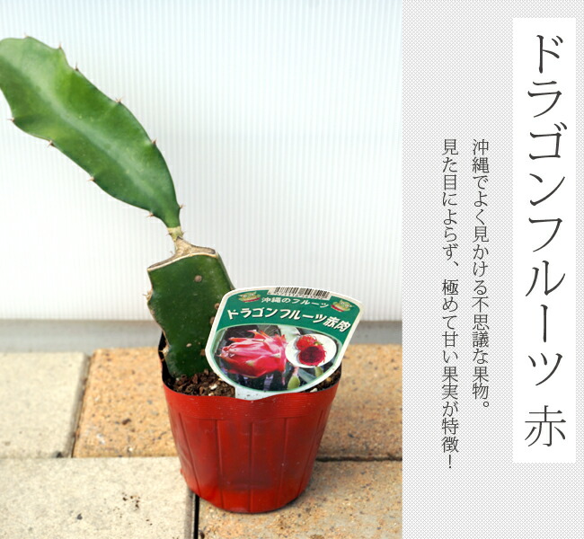 ドラゴンフルーツ 赤肉 ポット苗 沖縄県産 熱帯果樹