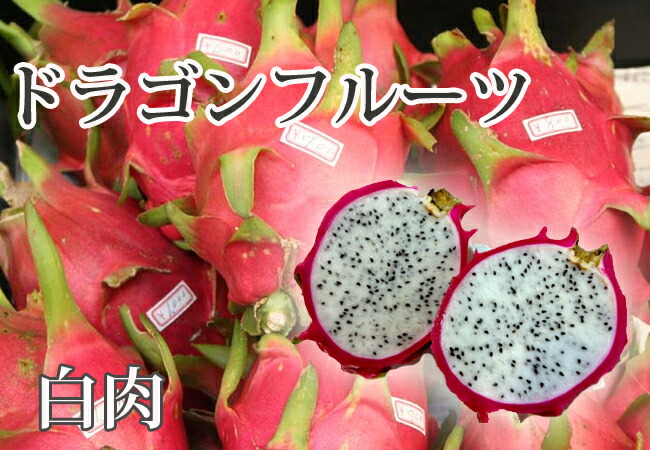 ドラゴンフルーツ実生苗正規品種8種 約40本