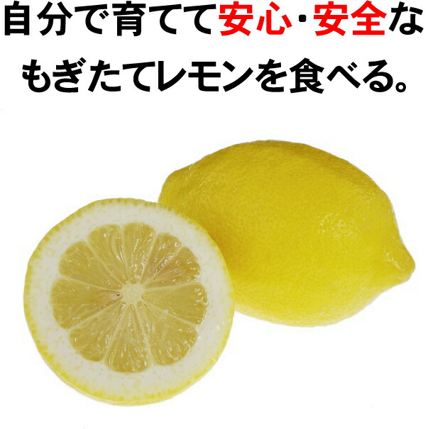 柑橘 選抜大実アレンユーレカ 4