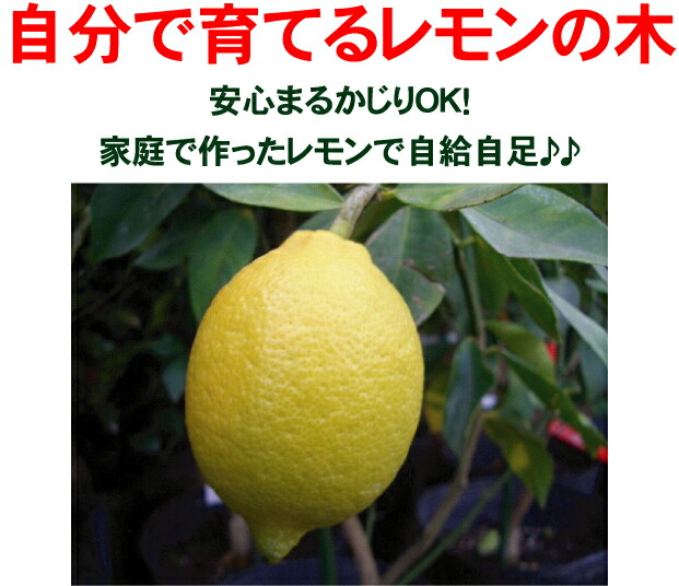 柑橘 アレンユーレカ 6