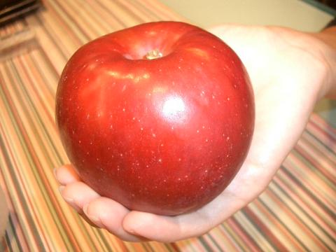 リンゴ 紅玉 