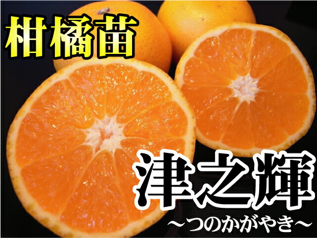柑橘 津之輝 （つのかがやき） 