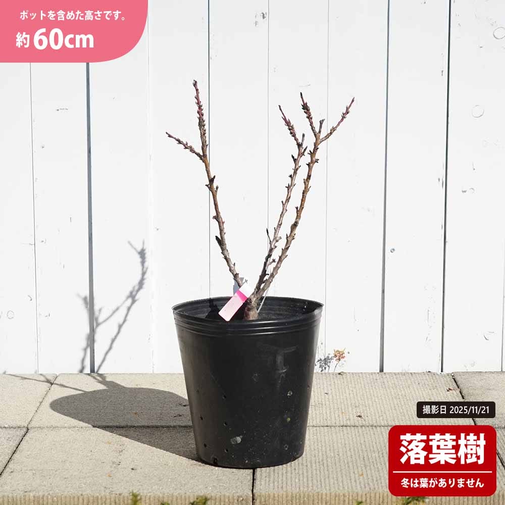 モモ 矮性桃(ドワーフピーチ) ボナンザピーチ 苗 おすすめ 苗木部 モモ 矮性桃(ドワーフピーチ) ボナンザピーチ 苗 おすすめ 苗木部