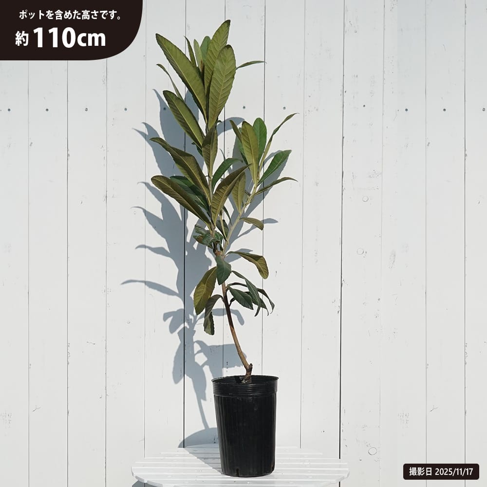 ビワ 茂木 苗 通販 苗木部 By 花ひろばオンライン