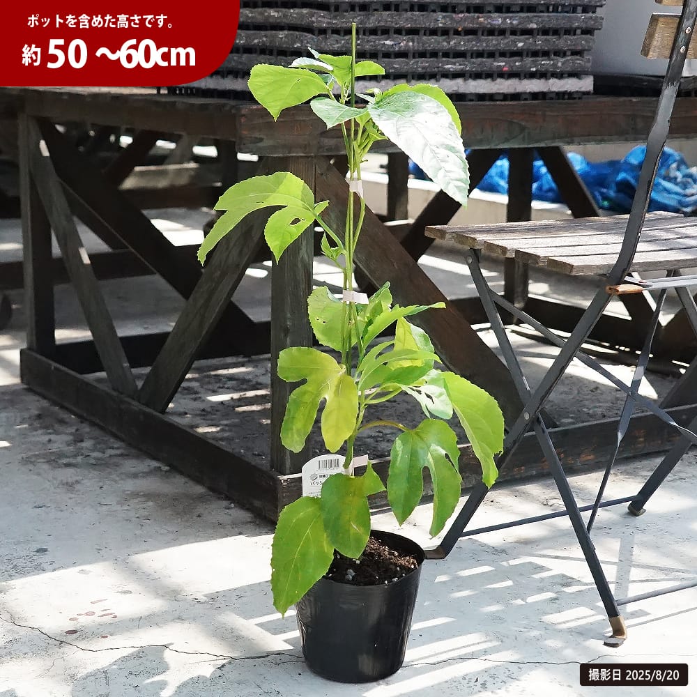 パッションフルーツ 赤紫系 パープル 苗 通販 苗木部 By 花ひろば