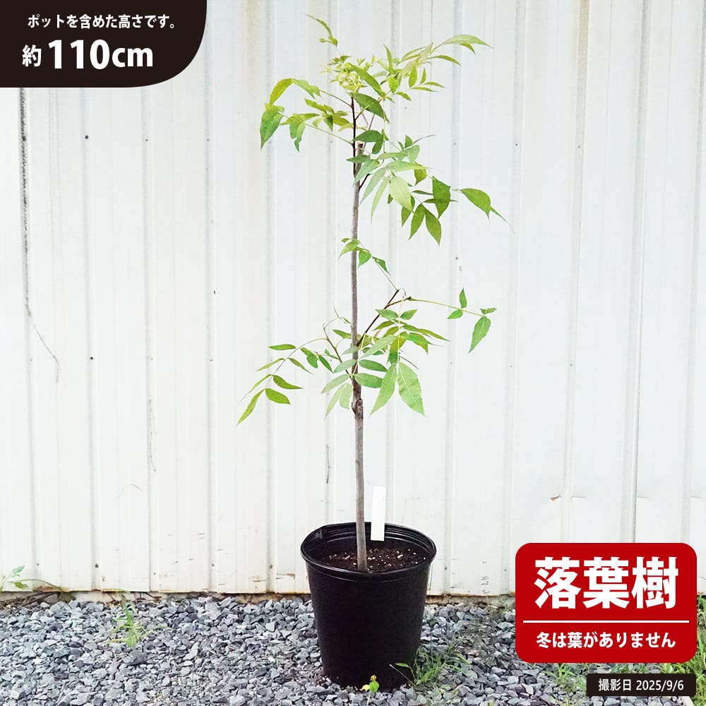 ぼ*え様 2025実生苗セットd 4センチポット ぼ*え様 2025実生苗セットd 4センチポット